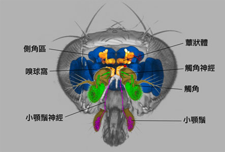 c描繪出腦部嗅覺神經地圖 清華生技所師生名揚海外