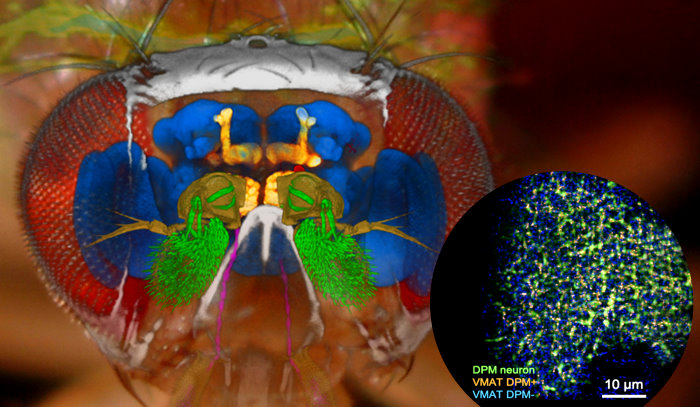 c超解析顯微鏡問世 可看透果蠅全腦