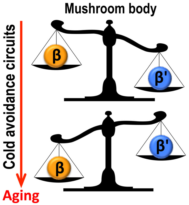 果蠅大腦中的蕈狀體(Mushroom Body, MB)透過兩個獨立的神經網絡MB β'和MB β來調控溫度喜好的改變。在老化過程中，兩者對該行為的影響力，由MB β'逐漸轉移到MB β
