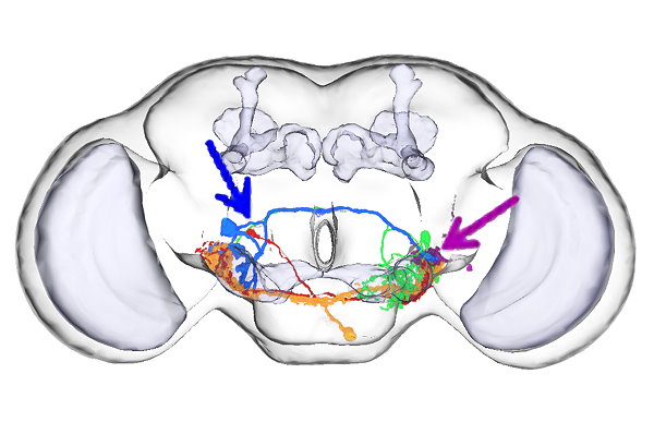 果蠅腦內第二層以及第三層的聽覺神經網路圖譜。研究團隊發現果蠅腦的第二層聽覺神經主要是AMMC-B1神經元(藍色箭頭處)。聽覺訊息透過AMMC-B1神經元傳送到IVLP腦區(紫色箭頭處)，IVLP也是果蠅的高層聽覺中樞。