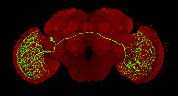 江安世教授團隊建構的果蠅腦神經網路圖譜