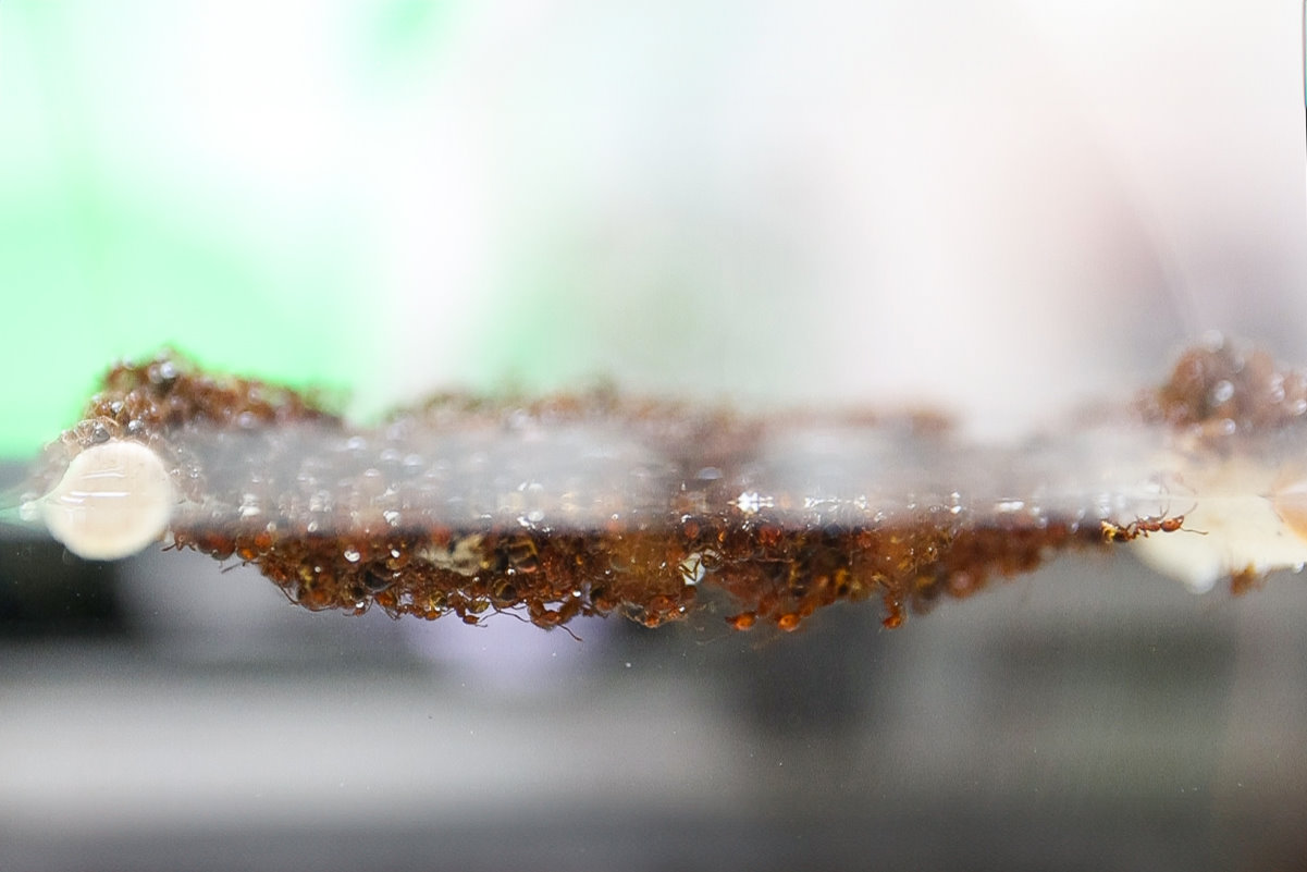 紅火蟻群會用大顎和腳抓住彼此，在水面結筏