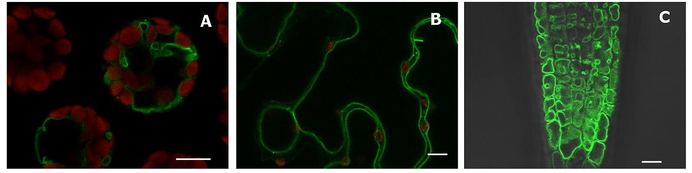 液泡磷酸轉運蛋白以綠螢光融合蛋白形式表現在(a)阿拉伯芥葉肉細胞（無細胞壁）(b)菸草的表皮細胞以及(c)阿拉伯芥基因轉殖植物（即含有大量液泡磷酸轉運蛋白）的根部