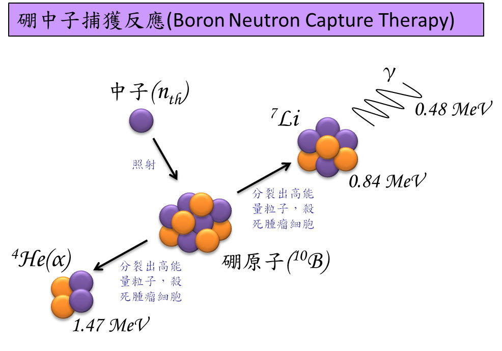 BNCT原理圖