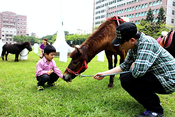 馬術社同學準備胡蘿蔔讓民眾現場餵食小馬