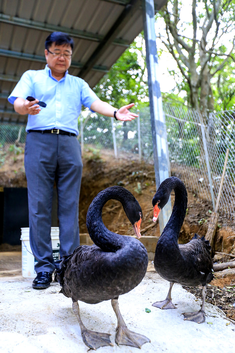 呂平江總務長引導黑天鵝下水