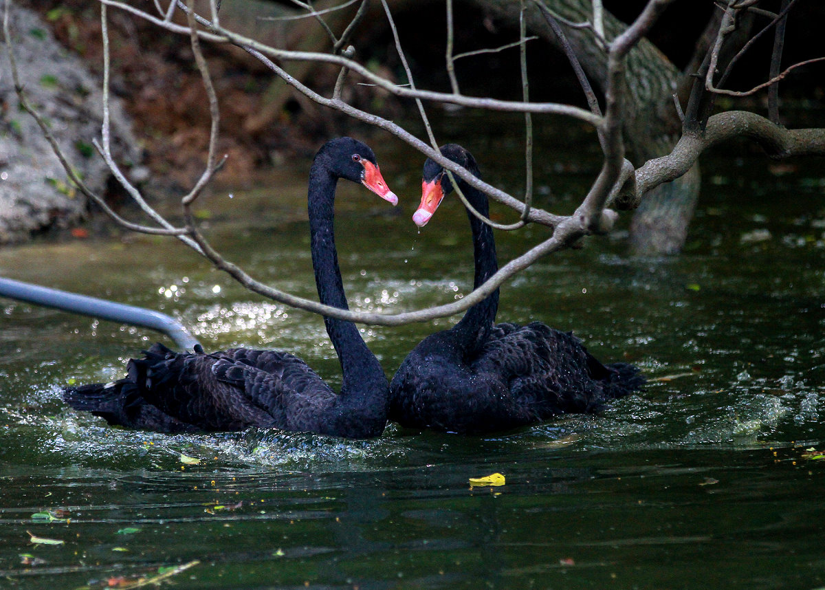 兩隻黑天鵝游入相思湖，正式加入清華大家庭