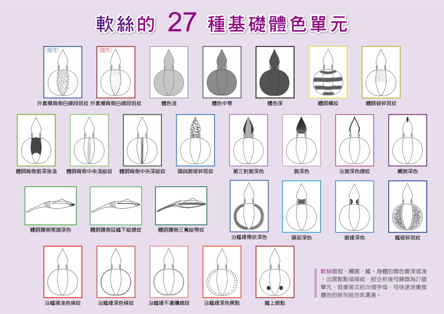 軟絲的27 種體色單元