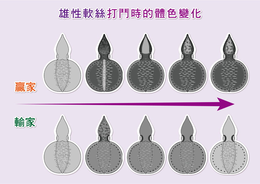 雄性打鬥時的體色變化