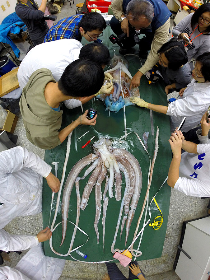台灣漁民意外抓到大王魷，這使得科學家首次有機會可以檢驗大王魷完整的大腦視葉
