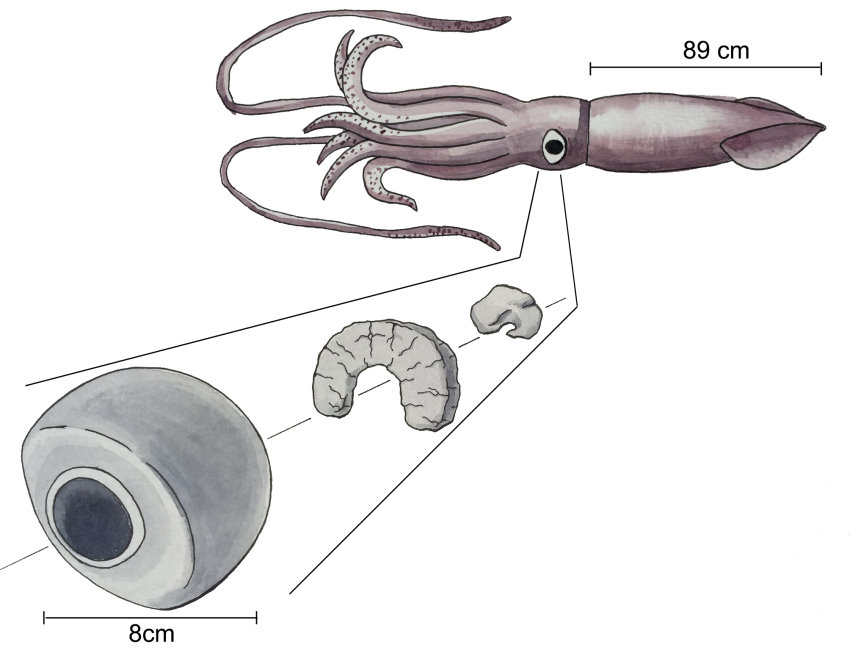大王魷雖然眼睛非常大，但牠大腦的視葉卻不成比例地小，與大眼不相稱，稱得上「眼大腦小」。（繪圖：陳尹芃）