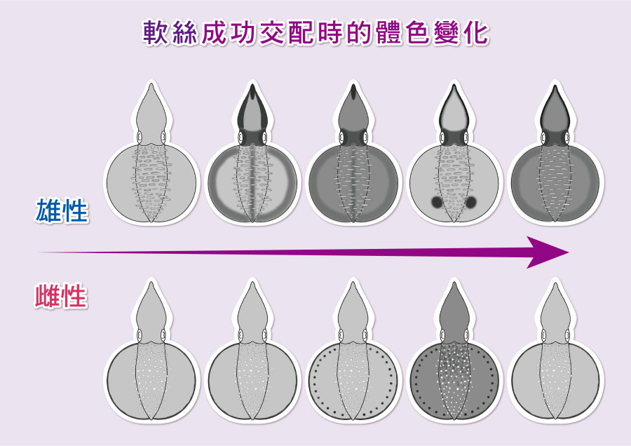 成功交配時的體色變化