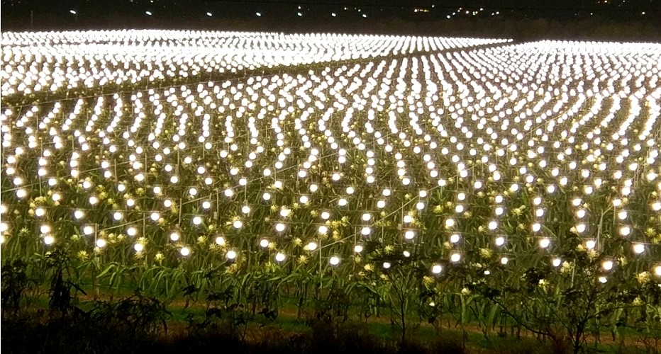 無人空拍機所拍攝的火龍果園夜間點燈狀況