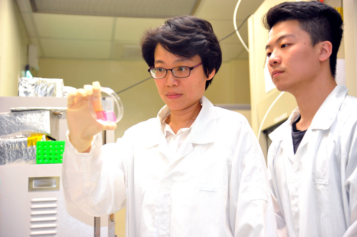 本校電機系洪毓玨教授萃取魚的DNA，製備光學薄膜，未來可用於製作光電元件