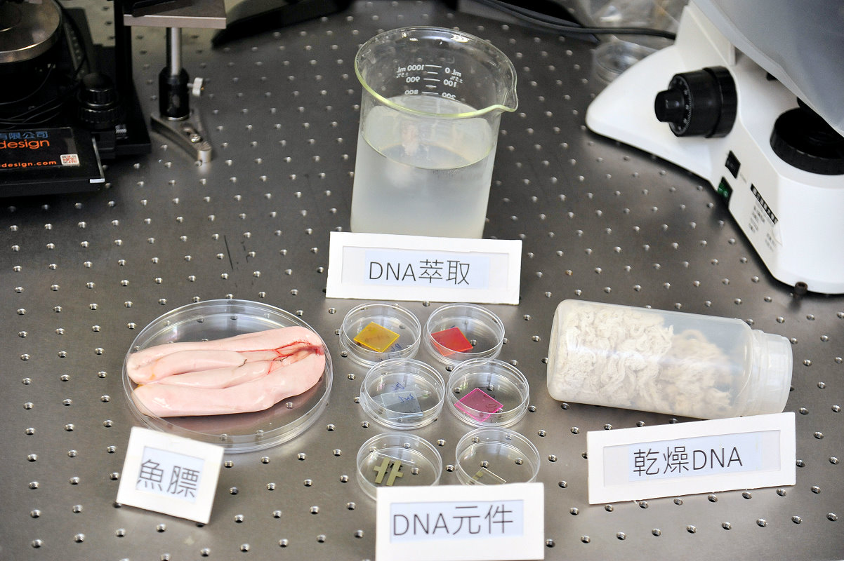 本校電機系洪毓玨教授研究團隊利用魚的DNA製作光電材料