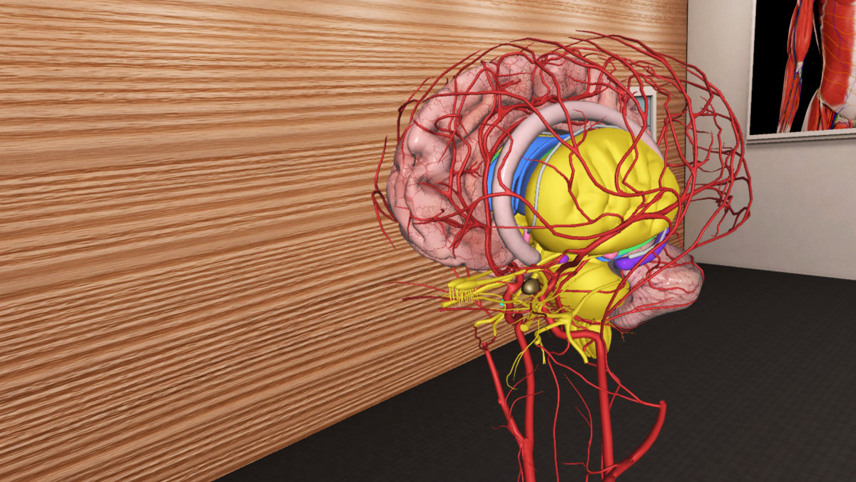 使用頭戴式VR眼罩及手持式搖桿，就可以一層層揭開大體解剖也不一定看得清楚的動脈、靜脈、神經等