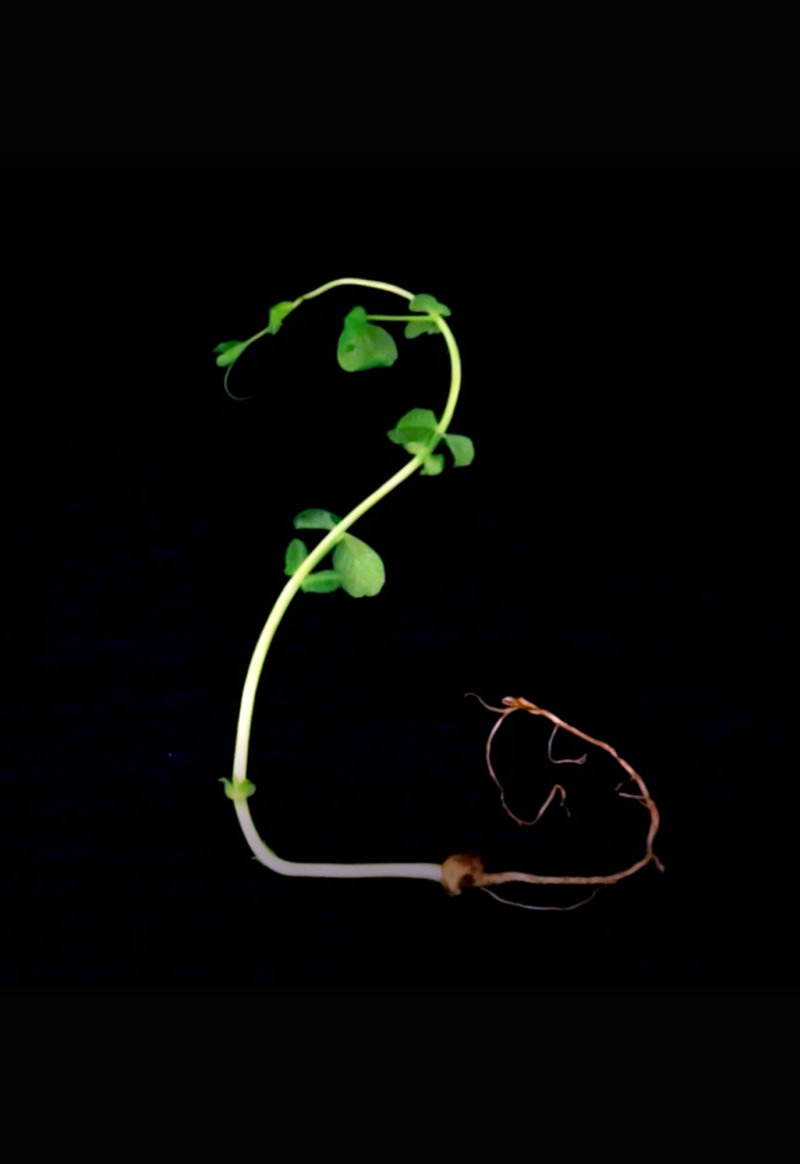 周巧其用電腦控制植物向光背地的角度，讓豌豆苗長出奇特形狀