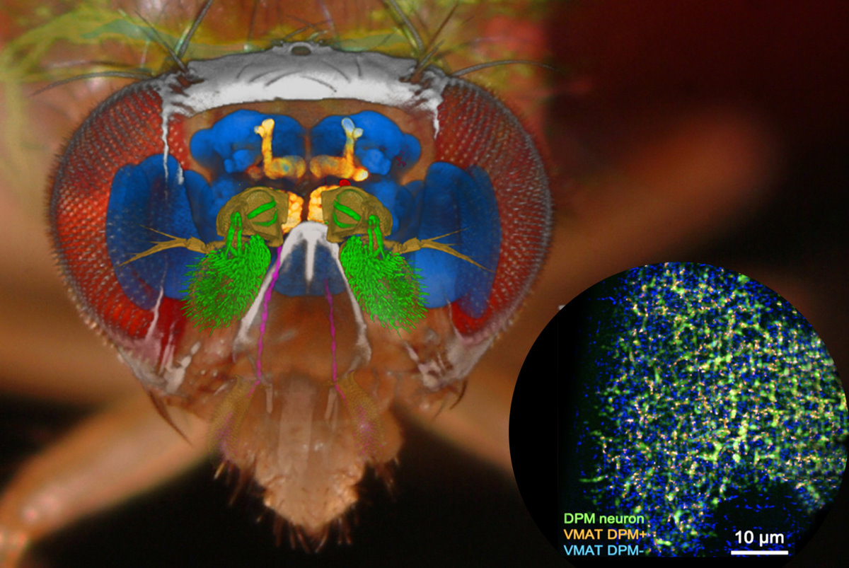 全球首張神經上單胺蛋白質分布超解析影像