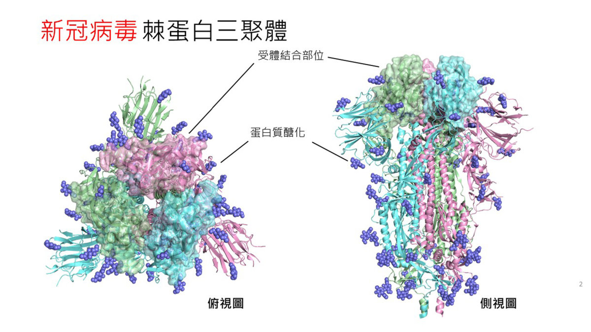 新冠病毒表面的棘蛋白圖