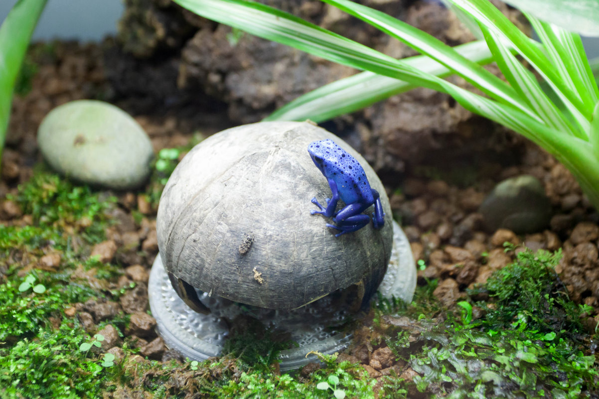 本校蛙房保育鈷藍箭毒蛙