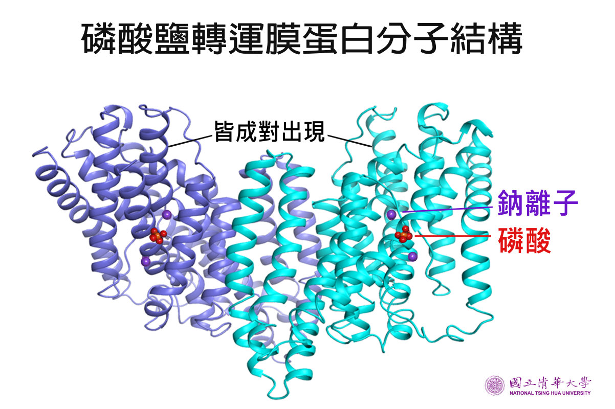 本校生資所孫玉珠教授研究團隊發現磷酸鹽轉運膜蛋白是雙原體，並確認兩個鈉離子及一個磷酸在分子中的位置