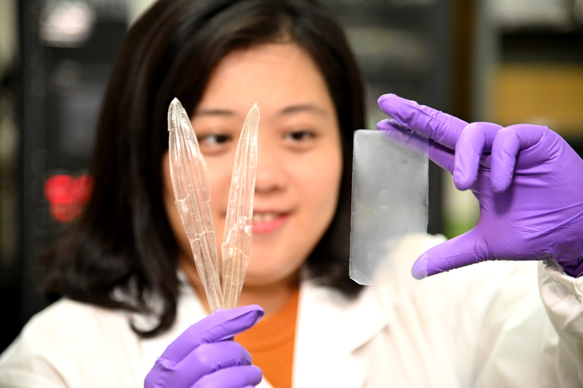 清華材料系碩士生何品儀將魷魚骨製成一壓即可殺菌的透明薄膜