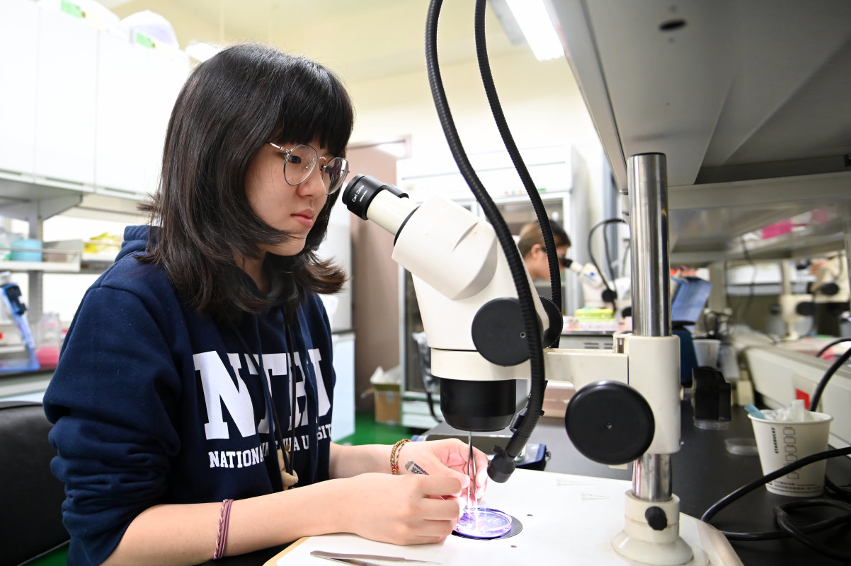 清華為公書院學生鄭文筑在實驗室解剖果蠅大腦