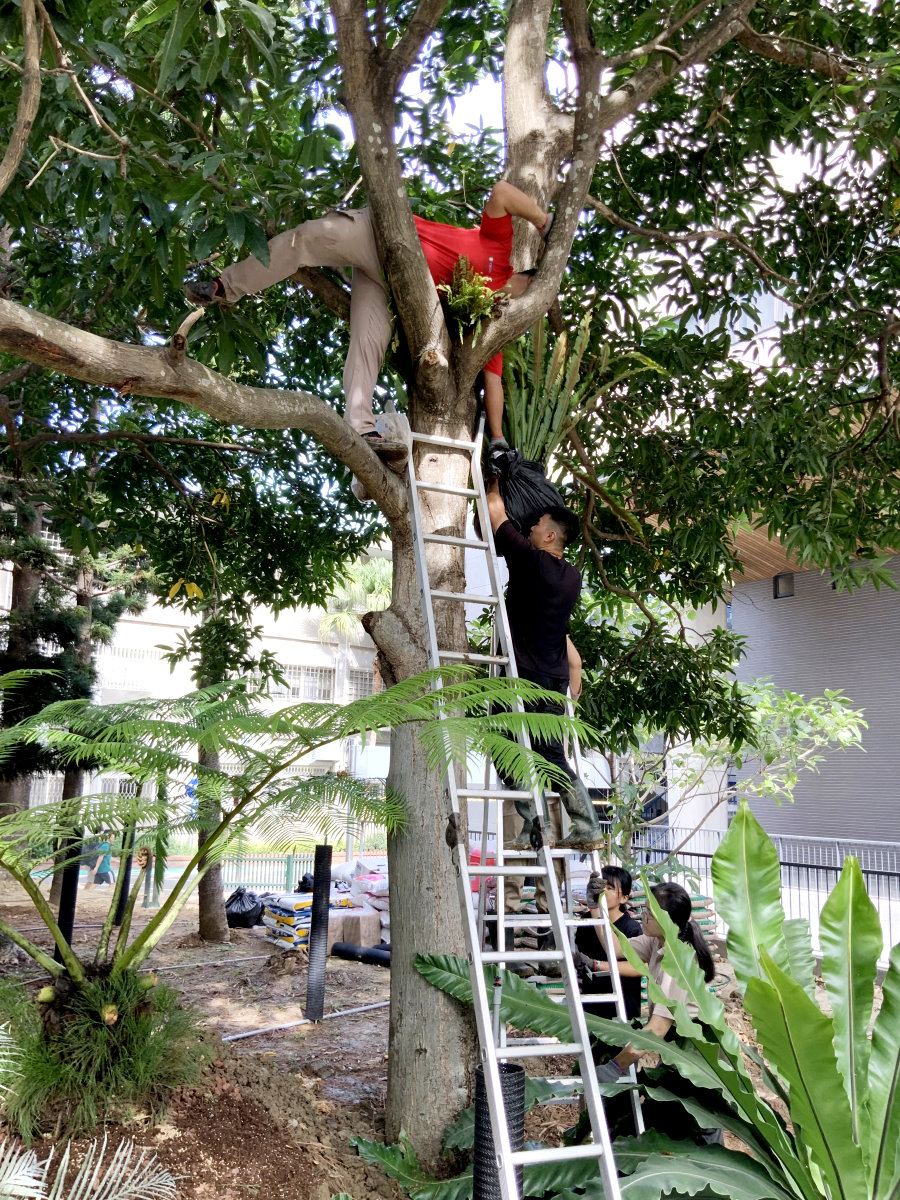 清華百蕨園將某些喜好陽光的蕨類種植在松樹上