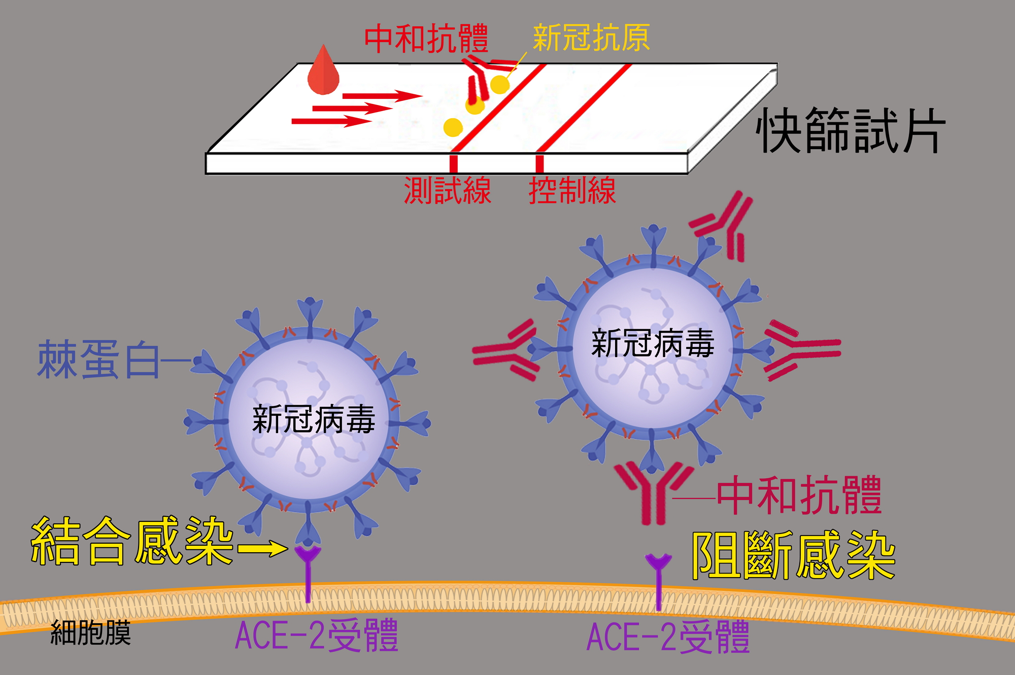 新冠抗體試片作用情形