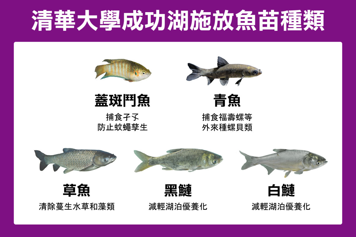 本校成功湖施放魚苗種類