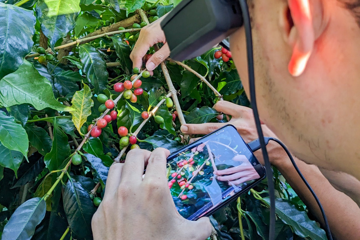 本校資工系黃能富教授以AI辨識技術結合智慧眼鏡，教學童分辨咖啡豆是否成熟適合採收