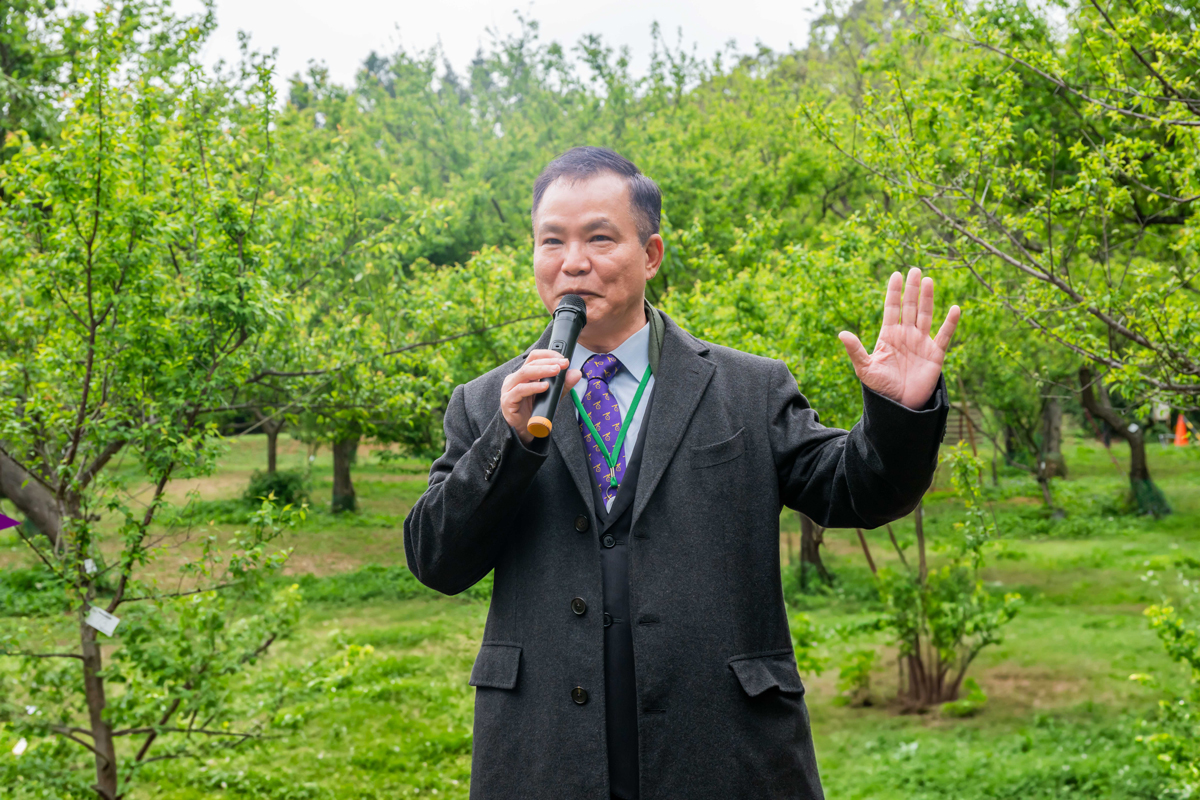 上緯投控蔡朝陽董事長是本校校友，對梅園懷著深厚情感，看到老梅樹面臨危機，決定支持保育計畫。