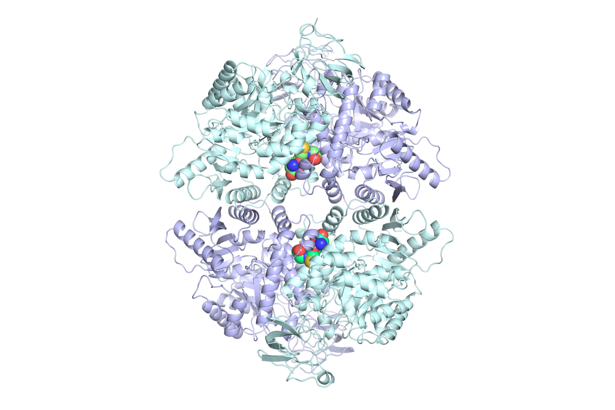 穀胱甘肽(GSH)與丙酮酸激酶M2(PKM2)的結合能使其維持在最活躍的「四聚體」狀態