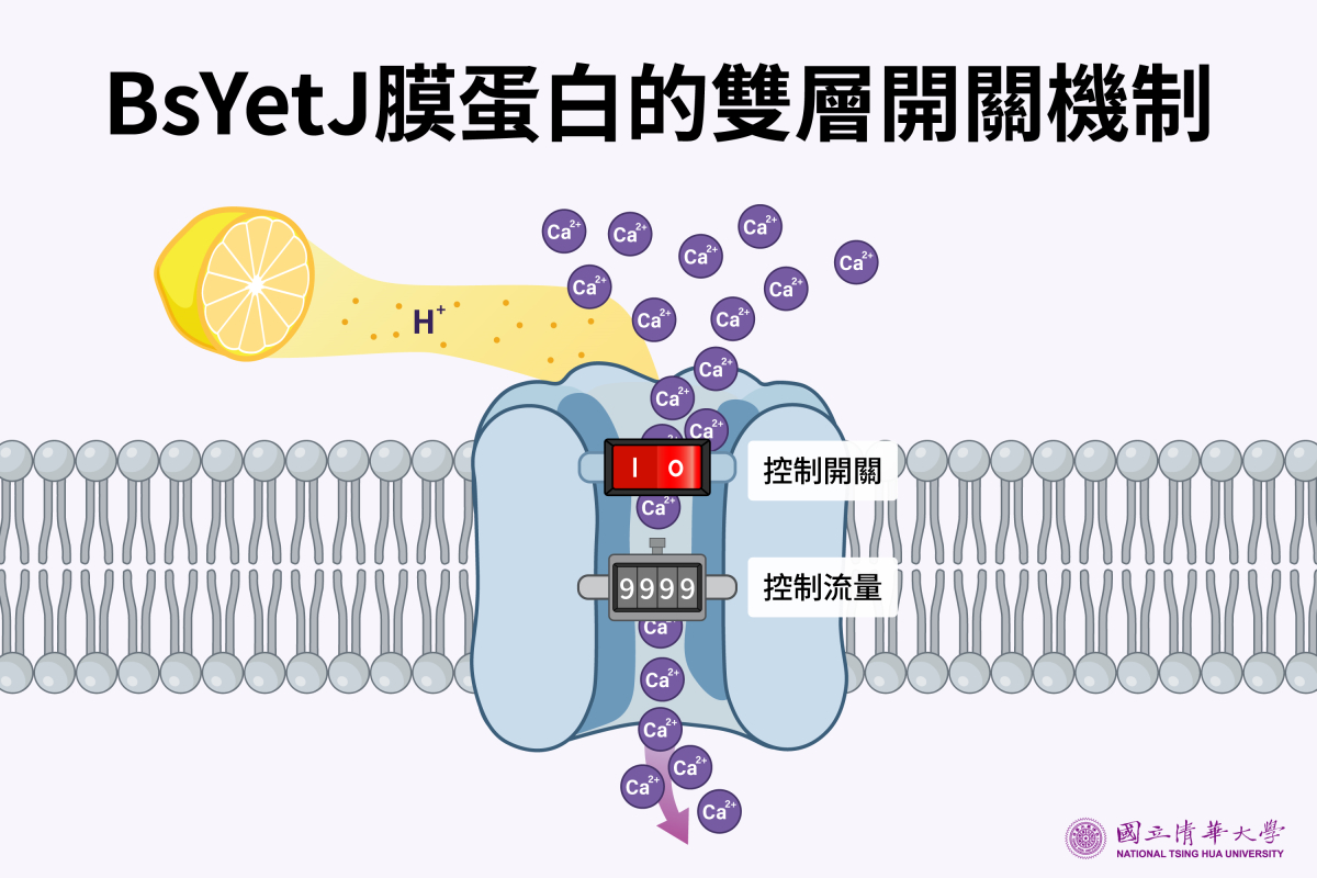 BsYetJ膜蛋白的雙層開關機制