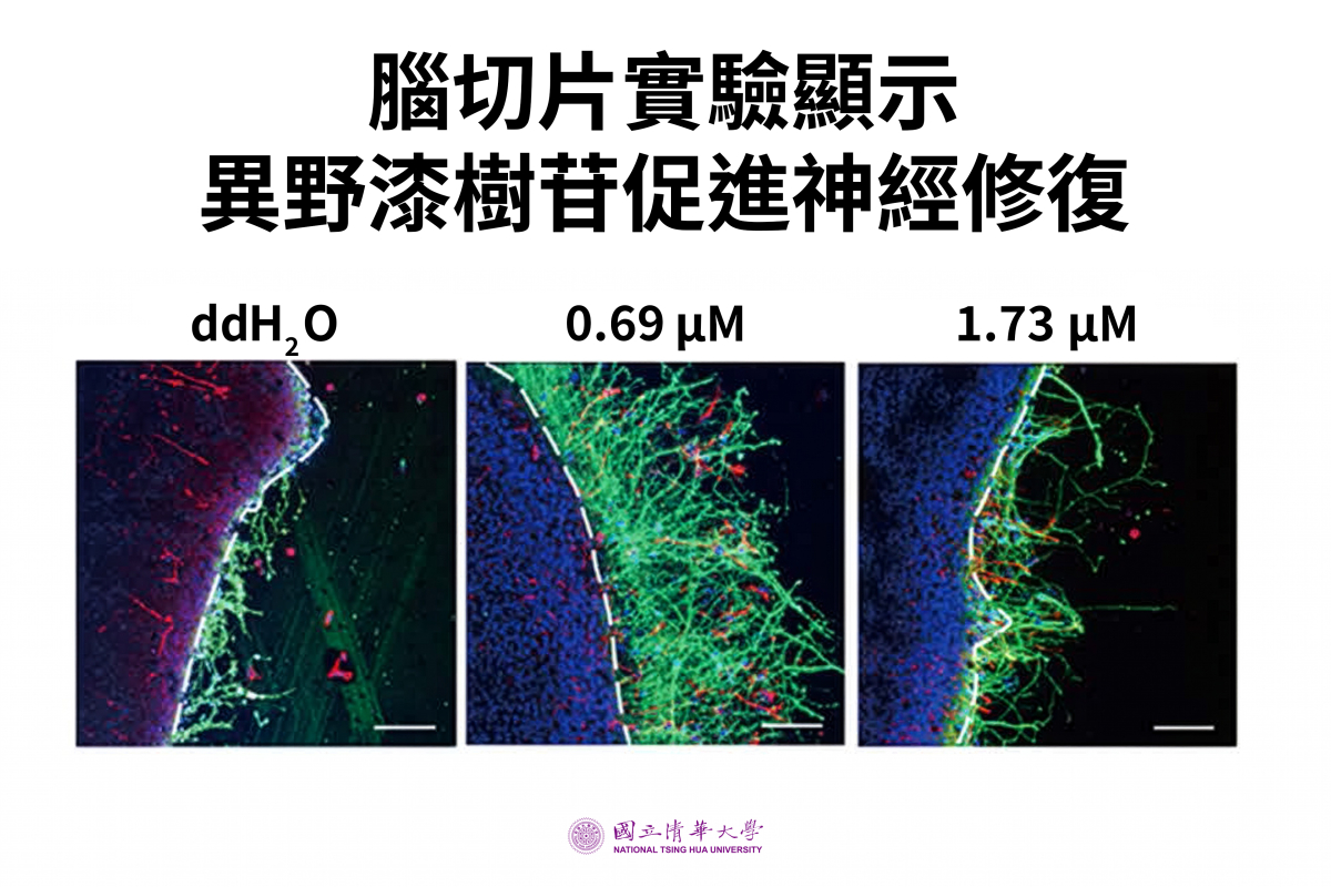 腦切片實驗顯示，未加入異野漆樹苷時（左），受損邊界僅見少量神經突；加入後（中、右），可見較多綠色神經突從白色虛線標示的受損邊界向外延伸。
