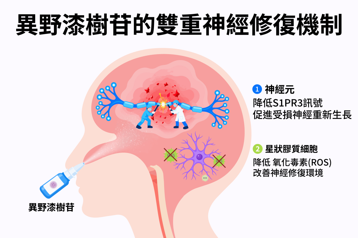 異野漆樹苷雙重神經修復機制示意圖